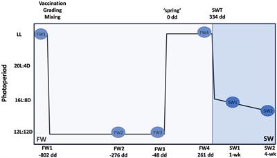 A Temporally Dynamic Gut Microbiome in Atlantic Salmon During Freshwater Recirculating Aquaculture System (RAS) Production and Post-seawater Transfer